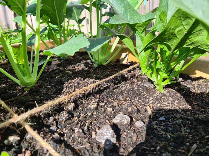 How Do You Prepare a Square Foot Garden for Growing Broccoli?