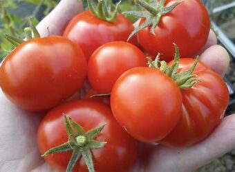 How to Grow Tomatoes – The Ultimate Guide