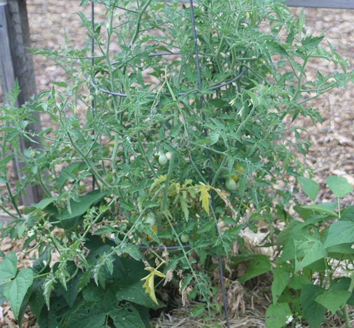 Pear Cherry Tomatoes plant outside