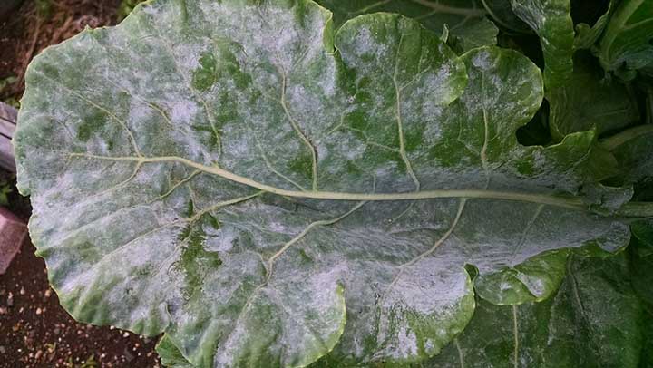 Powdery mildew