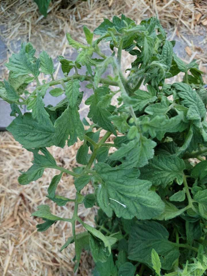 Tomato Vine