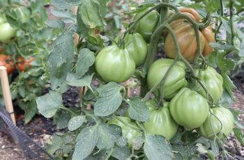 How to Grow Beefsteak Tomatoes