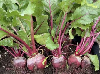Beet Companion Plants – The 10 Best and 3 Worst Plants