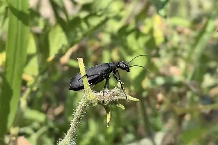 Blister beetles is eating tomato plants