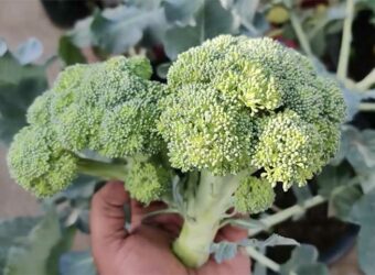 Broccoli Companion Plants – The 10 Best and 5 Worst Plants