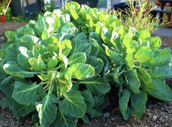 Brussel Sprouts Companion Plants – The 10 Best and 4 Worst Plants