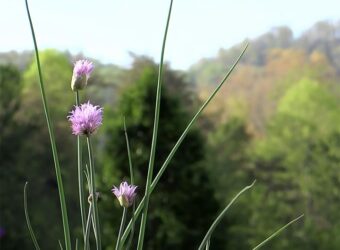 Chives Companion Plants – The 10 Best and 3 Worst Plants