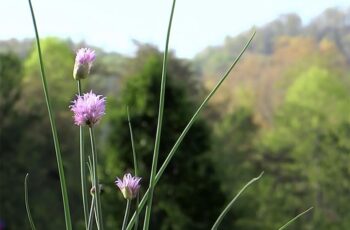 Chives Companion Plants – The 10 Best and 3 Worst Plants