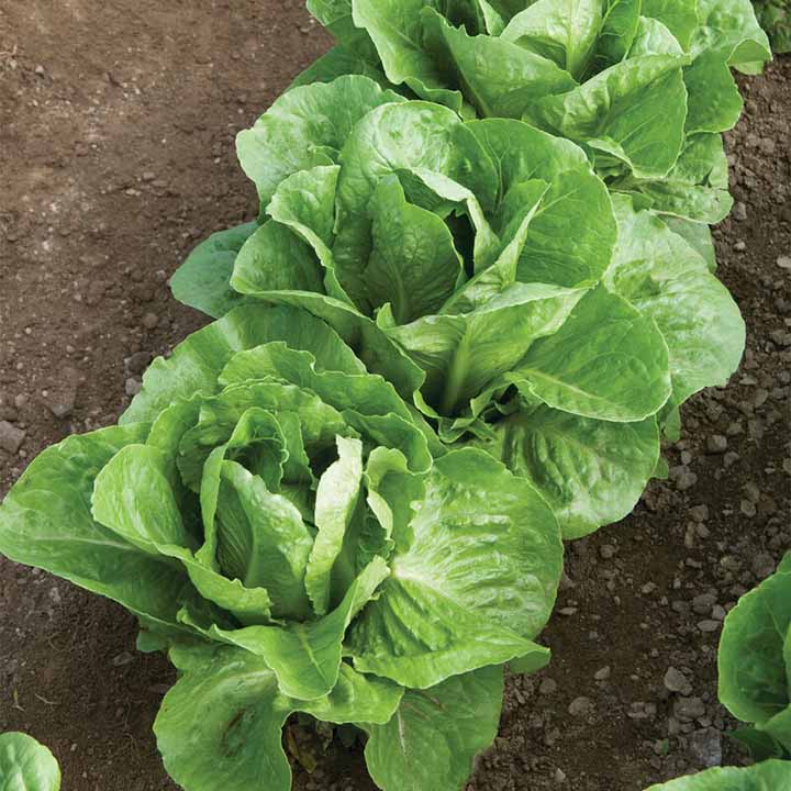 Coastal Star Lettuce