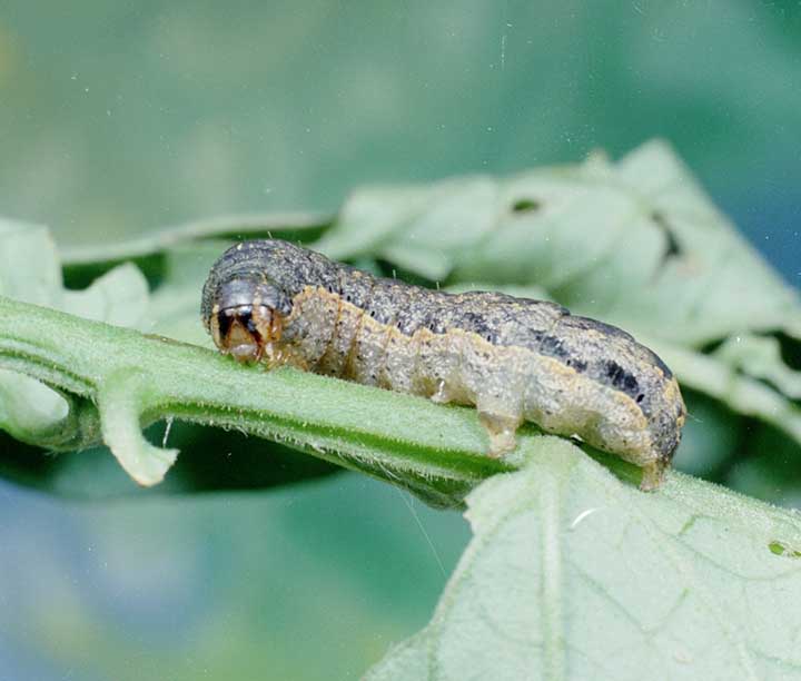 Cutworms is eating tomato plants