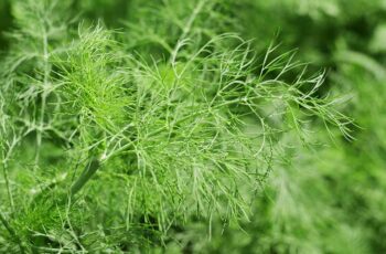 Dill Companion Plants – The 7 Best and 3 Worst Plants