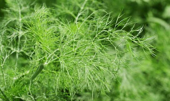 Dill Companion Plants – The 7 Best and 3 Worst Plants