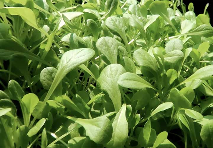 Direct seeding when you want to grow a dense stand of baby greens.