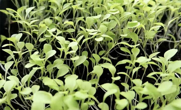 Direct Seeding Romaine Lettuce in the ground