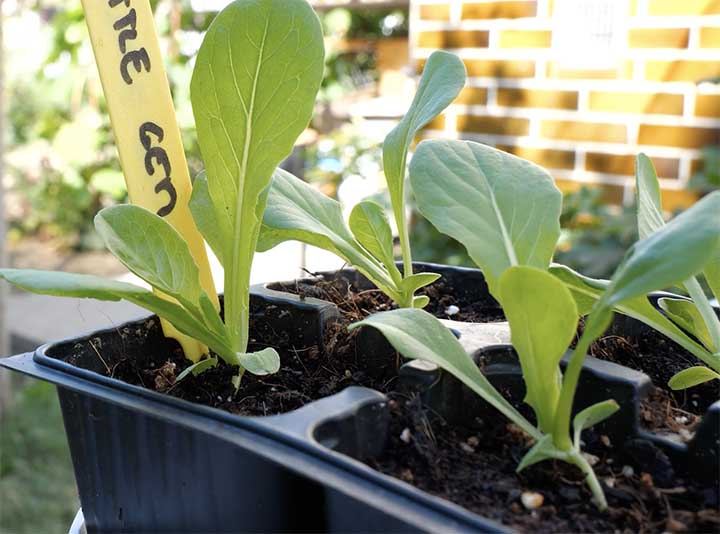 Harden off lettuce seedlings in containers and place them outside, before transplanting