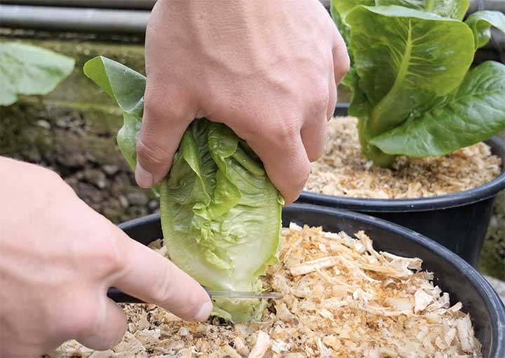 harvesting romaine lettuce head