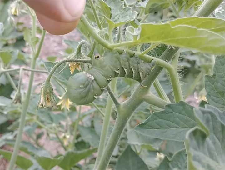 Hornworms on tomato plants