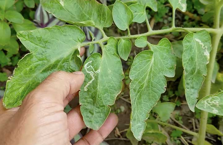 Leafminers on tomato leaves