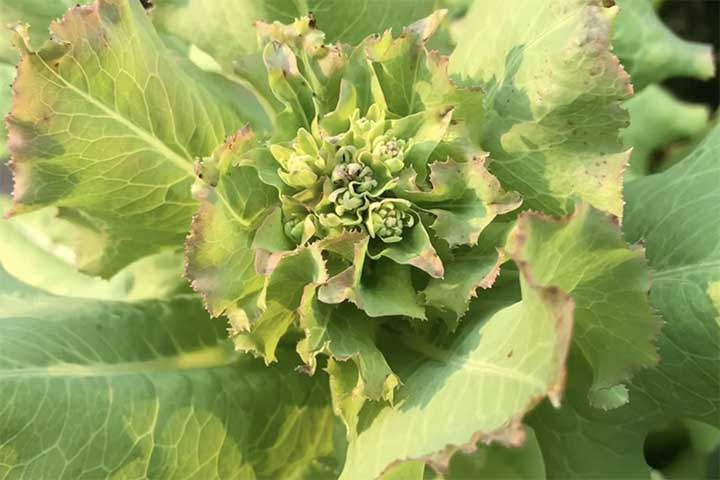 Lettuce bolting stage