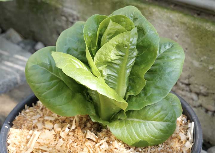 Lettuce Growing Stages With Pictures Backyard Gardeners Network