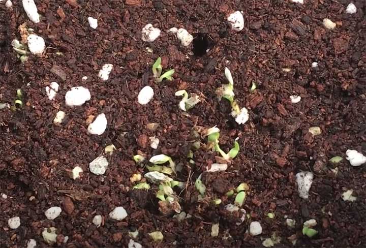 Germination of lettuce seeds