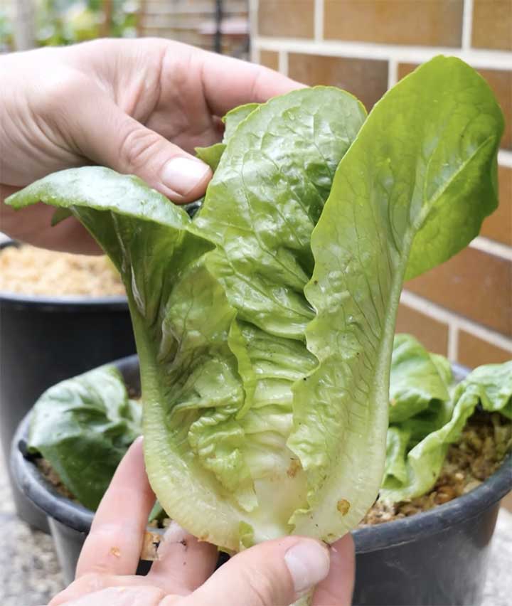 Lettuce Growing Stages