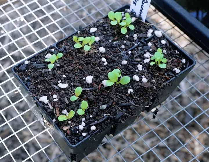 Lettuce Seedling Stage