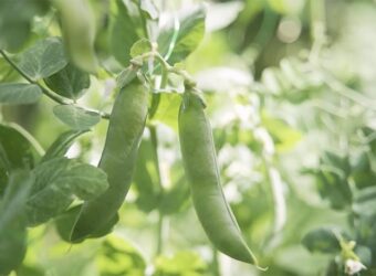 Peas Companion Plants – The 8 Best and 4 Worst Plants