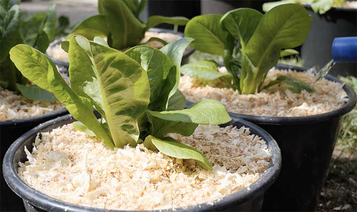 Planting Romaine in Outdoor Containers