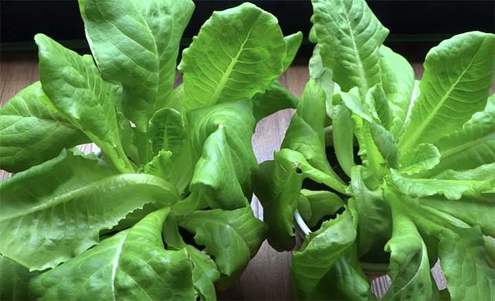 Planting Romaine Indoors