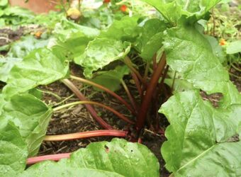 Rhubarb Companion Plants – The 10 Best and 5 Worst Plants
