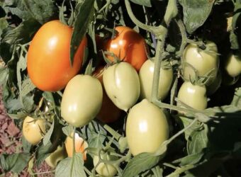 How to Grow Roma Tomatoes
