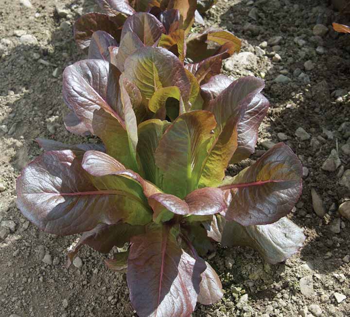 Rouge d' Hiver Lettuce