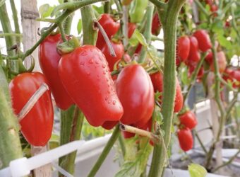 How to Grow San Marzano Tomatoes