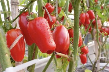How to Grow San Marzano Tomatoes