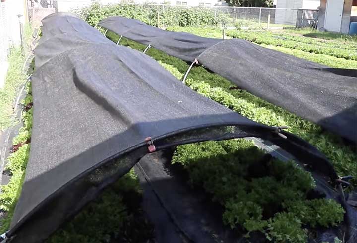 Using Shade Cloth for Lettuce Plants help prevent bolting