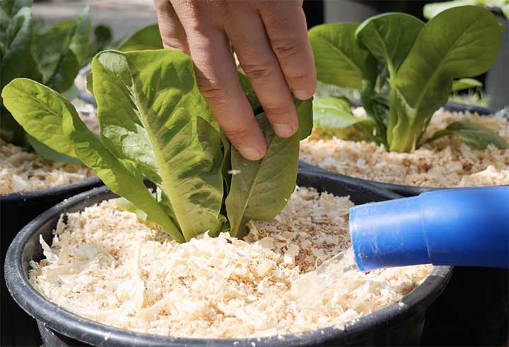 Watering romaine lettuce one to two inches of water a week if conditions are dry