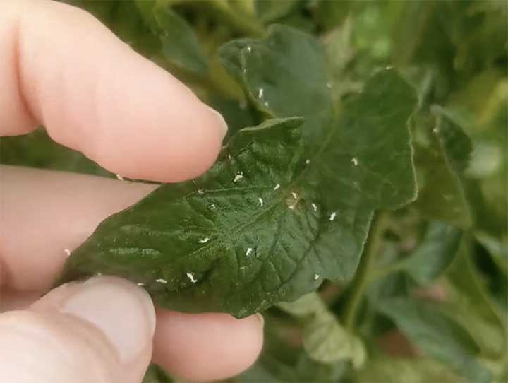 Whiteflies on tomato plants