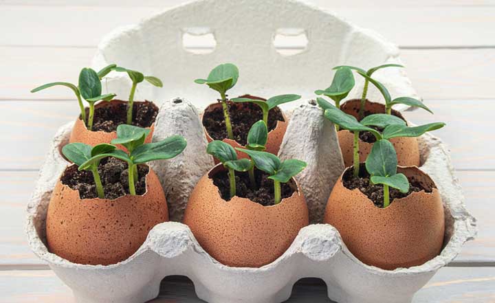 Biodegradable Seed Starting Containers