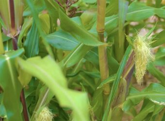 Corn Companion Plants – The 15 Best and 5 Worst Plants