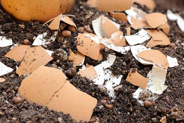 Eggshells help add calcium