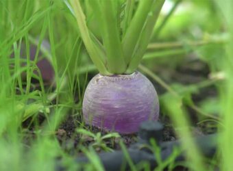 Turnip Companion Plants – The 15 Best and 7 Worst Plants