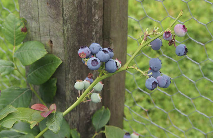best fertilizer for blueberries