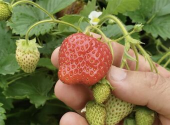 The Best Fertilizer For Strawberries in 2024 