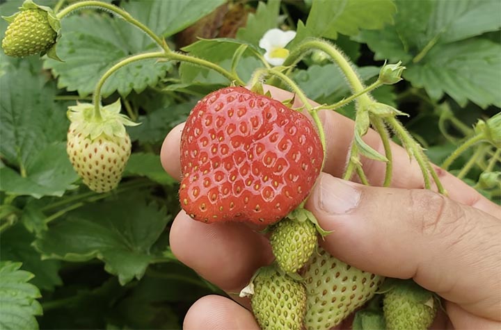 best fertilizer for strawberries