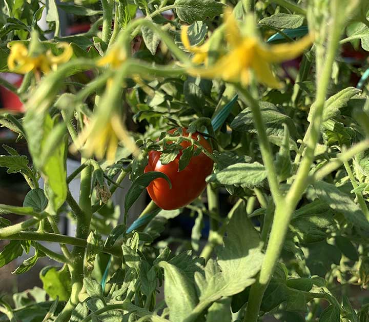 ripe tomato on vine