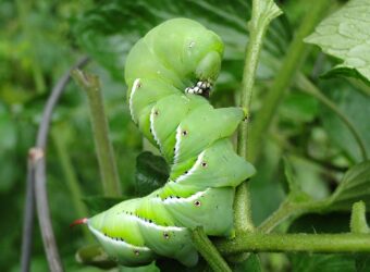 23 Tomato Pests – How to Identify, Treat, and Prevent Them