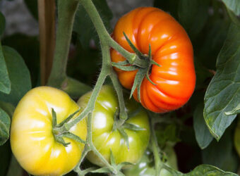 The 12 Best Tomato Companion Plants
