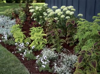 The Best Mulch for Flower Beds