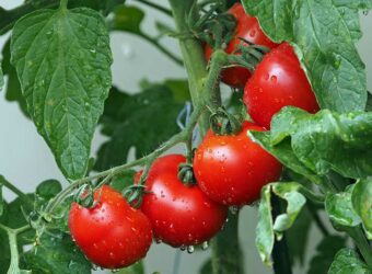 Can You Use Sevin on Tomato Plants? (with How to Use)